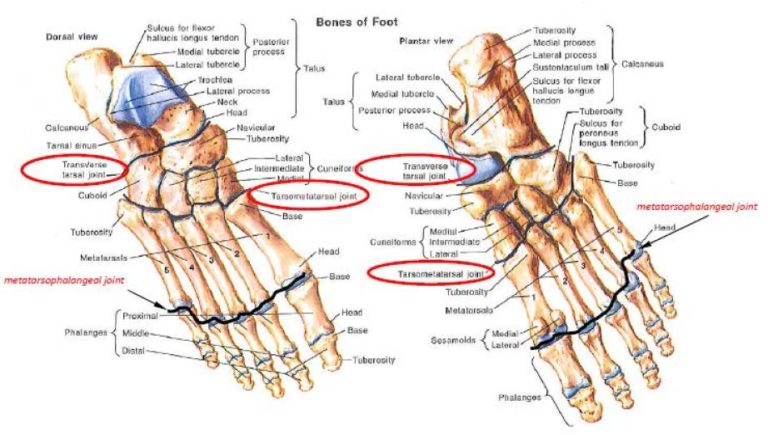 Patent, Foot 